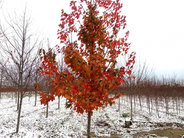 四、購置我們的紅楓后，成活率怎么樣？