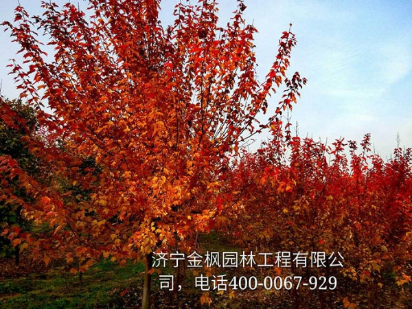 三、購買我們紅楓具體流程是怎么進行的？
