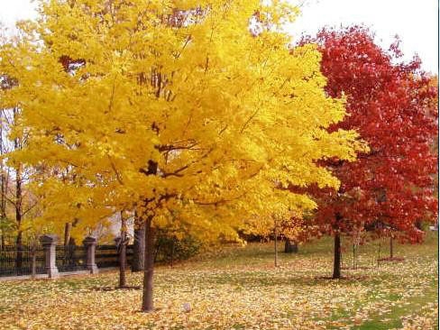 一、我們的紅楓為何能保障在同類產(chǎn)品中價錢低？